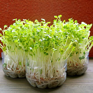เมล็ดพันธุ์ถั่วลันเตาต้นอ่อน (โต้วเหมี่ยว) 500 เมล็ด