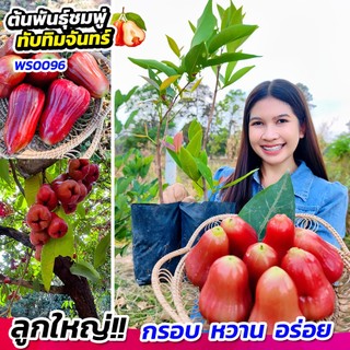 🌳ต้นพันธุ์ชมพู่ทับทิมจันทร์ 2 ต้น (WS0096) พันธุ์ยอดนิยม ผลสวย ปลูกง่าย ให้ผลใหญ่ หวาน กรอบ อร่อย🌸