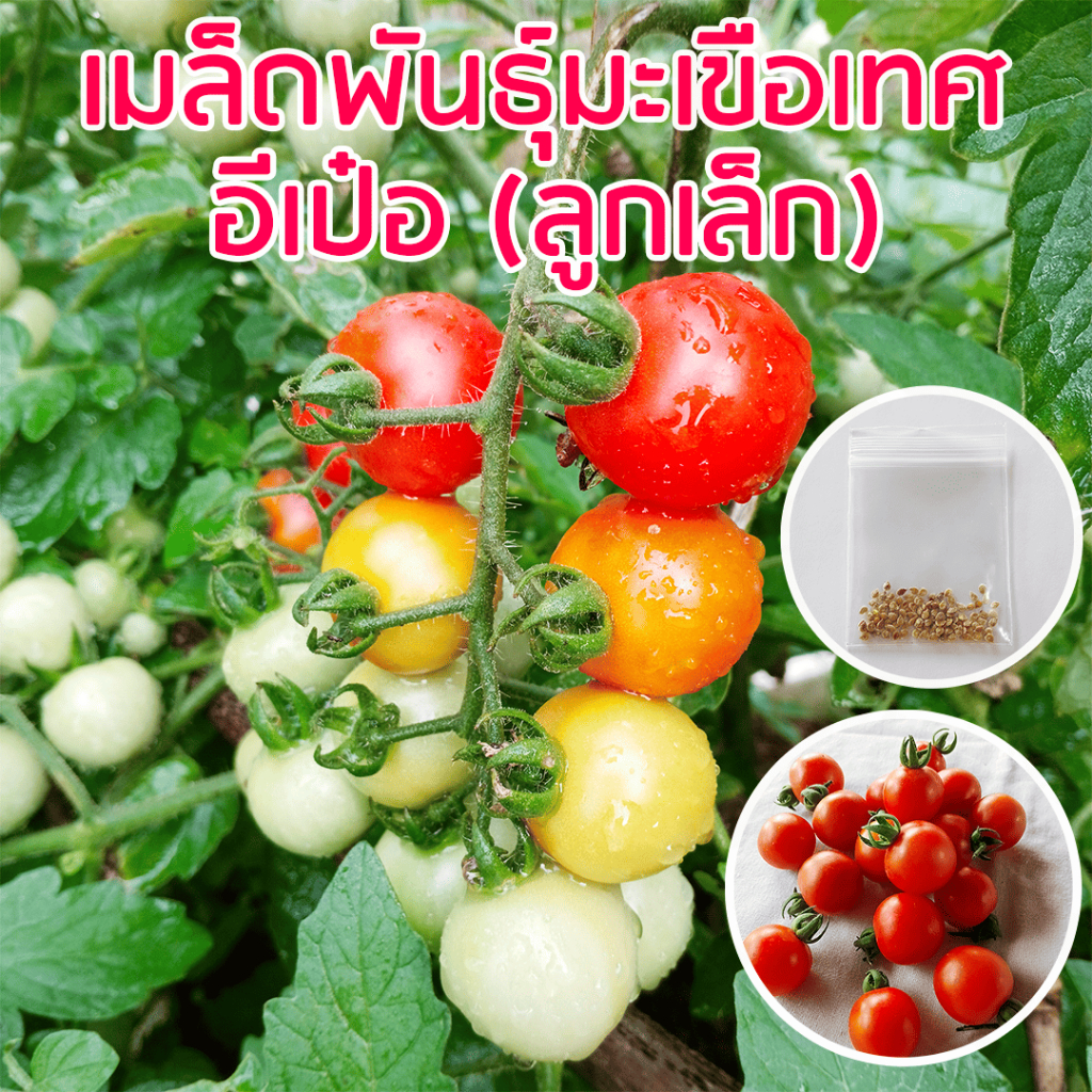 เมล็ดมะเขือเทศอีเป๋อลูกเล็ก ซองละ 100 เมล็ด ##  เมล็ดพันธุ์ มะเขือเทศ อีเป๋อ อีเป๋อนิ้วโป้ง มะเขือเทศเล็ก ผักสวนครัว