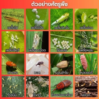 ซูก้าแทป50 (คาร์แทปไฮโดรคลอไรด์) กำจัดหนอนกอ หนอนม้วนใบ หนอนเจาะ หนอนดื้อยา ผีเสื้อตัวบิน (100กรัม)