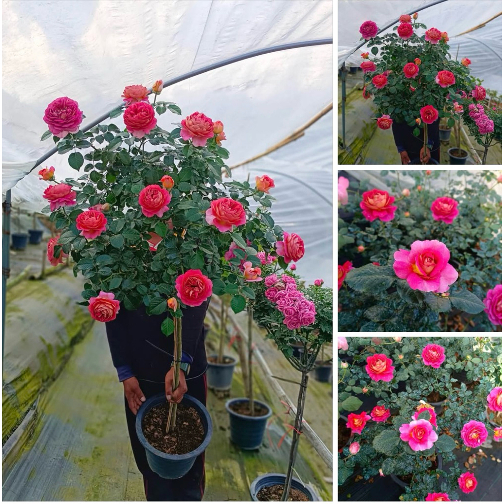 Tree rose:Esprit De Paris เป็นต้นที่งานติด4ตา Esprit De Paris' Rose ดอกเรียงสวย ดอกดก หอมแรงมากๆ กลิ