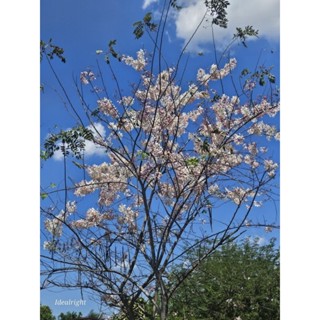 ต้นกัลปพฤกษ์ สูง 1.8-2 เมตร ซากุระเมืองไทย ต้นสูงขอส่งหน้าบ้…