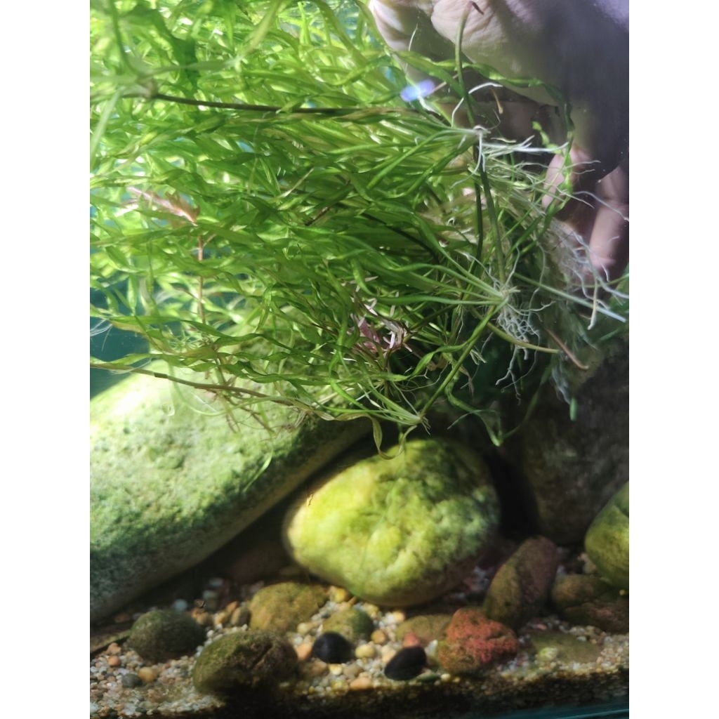 อเมซอนเกลียว (Echinodorus angustifolia)(ต้นลูก)ไม้น้ำยอดนิยมที่ใช้ตกแต่งตู้ปลา