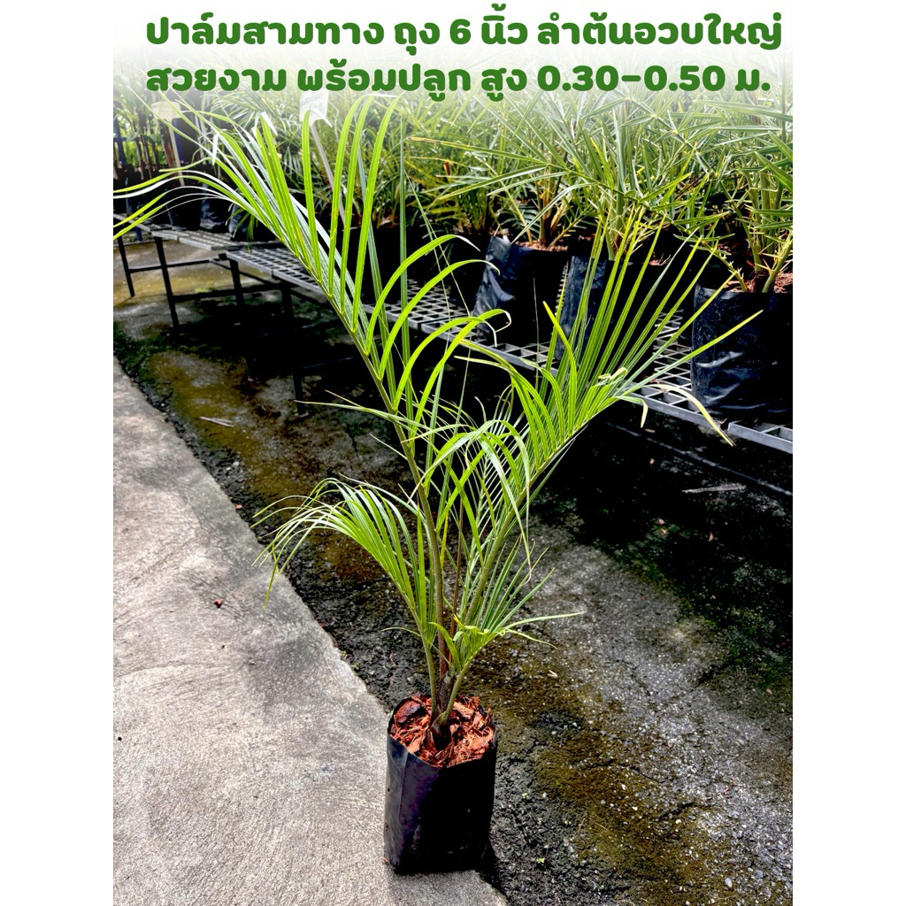 ปาล์มสามทาง สามทาง (Dypsis lutescens (H.Wendl.) Beentje & J.Dransf.)