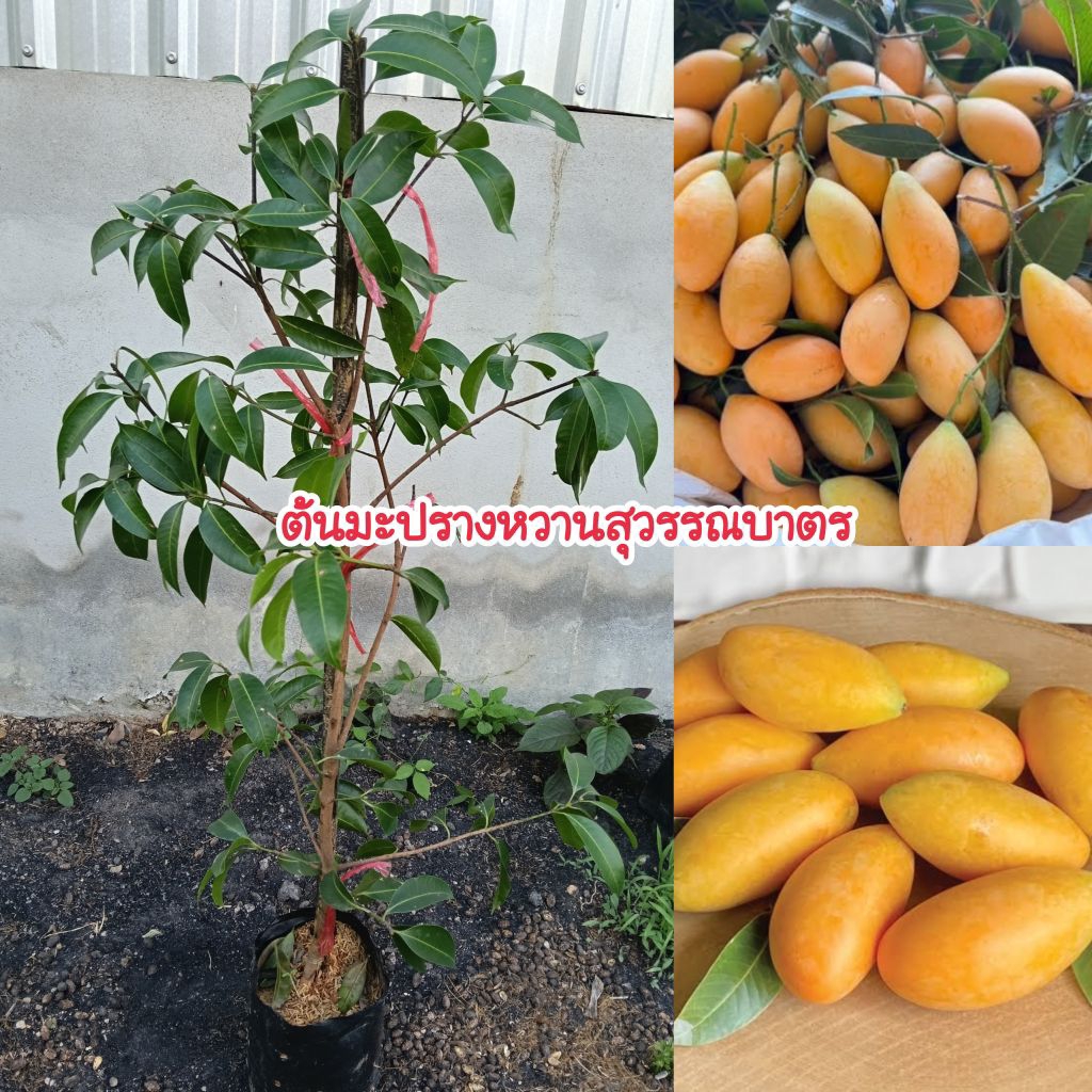 ต้นมะปรางหวานสุวรรณบาตร (ทาบกิ่ง) ต้นสูง 70-90 เซนติเมตร ปลูกง่ายโตเร็ว ติดผลภายใน 1 ปี