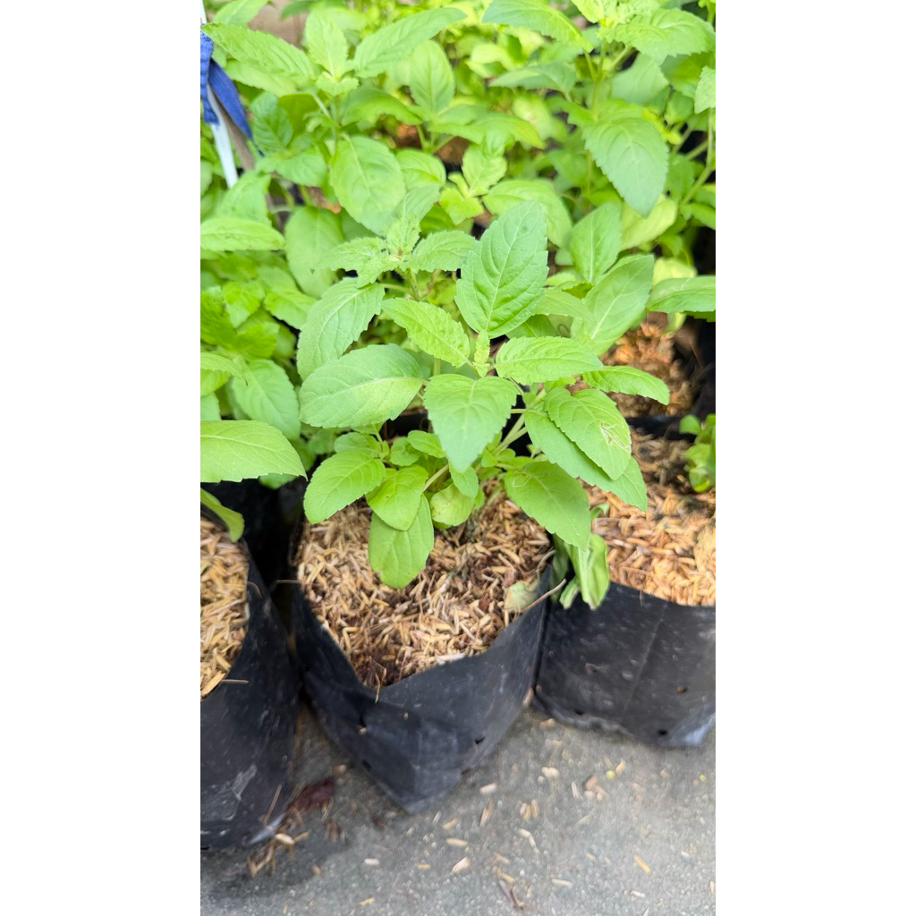 ต้นกะเพราป่าแท้ พร้อมปลูกกะเพรากลิ่นหอมแรง ปลูกง่าย โตไว เก็บกินได้ทั้งปี ผักสวนครัว สมุนไพรไทย