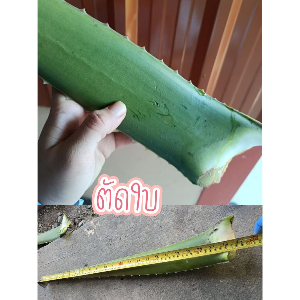 1แถม1 ว่านหางจระเข้สด (ตัดเฉพาะใบ) เกรดคัดไซส์