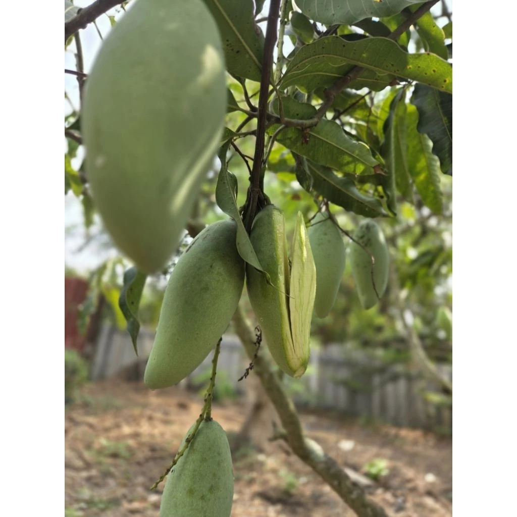 มะม่วงน้ำดอกไม้ดิบ(1กิโลกรัม3-4ลูก)รสเปรี้ยวกรอบอร่อย เก็บสดตามออเดอร์ทุกวัน