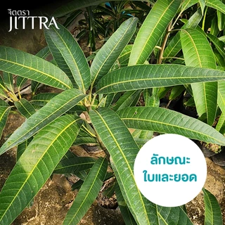 จิตตรา ต้นพันธุ์มะม่วงไข่พระอาทิตย์ เออร์วิน ไทโยโนทามาโกะ เสียบยอดสูง 60-80 ซม. โตไว ให้ผลเร็ว