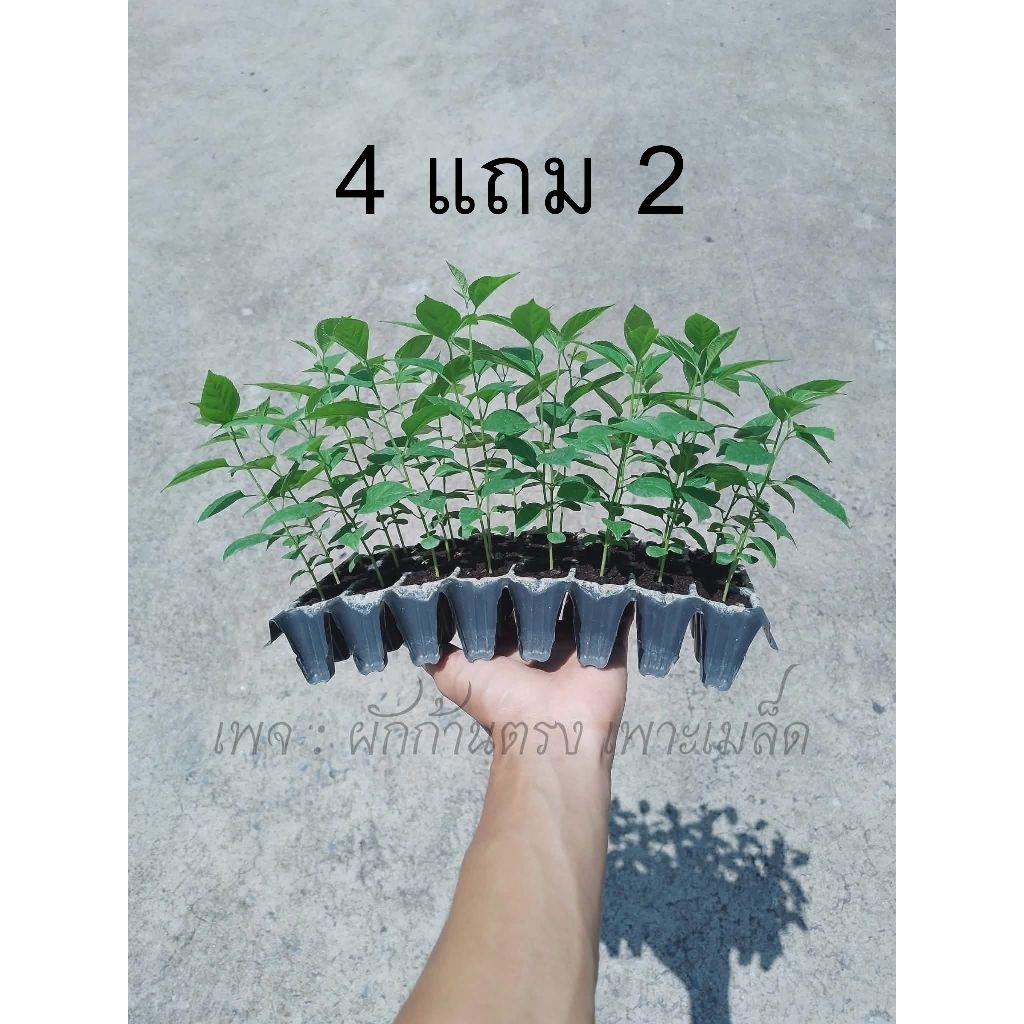 ซื้อ4ต้นแถม2ต้น ผักก้านตรง ผักคันทรง ผักแก่นทรง ผักก้านเถิง พันธุ์ยอดใหญ่ ต้นเพาะเมล็ด แข็งแรงทนทุกสภาพแวดล้อม