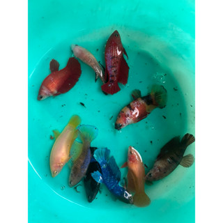 ตัวเมียไข่แน่นพร้อมรัด คละสี คละสายพันธุ์ จำนวน 20 ถึง 25 บา…