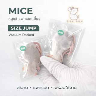 หนูแช่แข็ง Mice JUMP–XXL แพคเดี่ยว | E-Rat Farm อาหารงูขายมานาน7 ปี