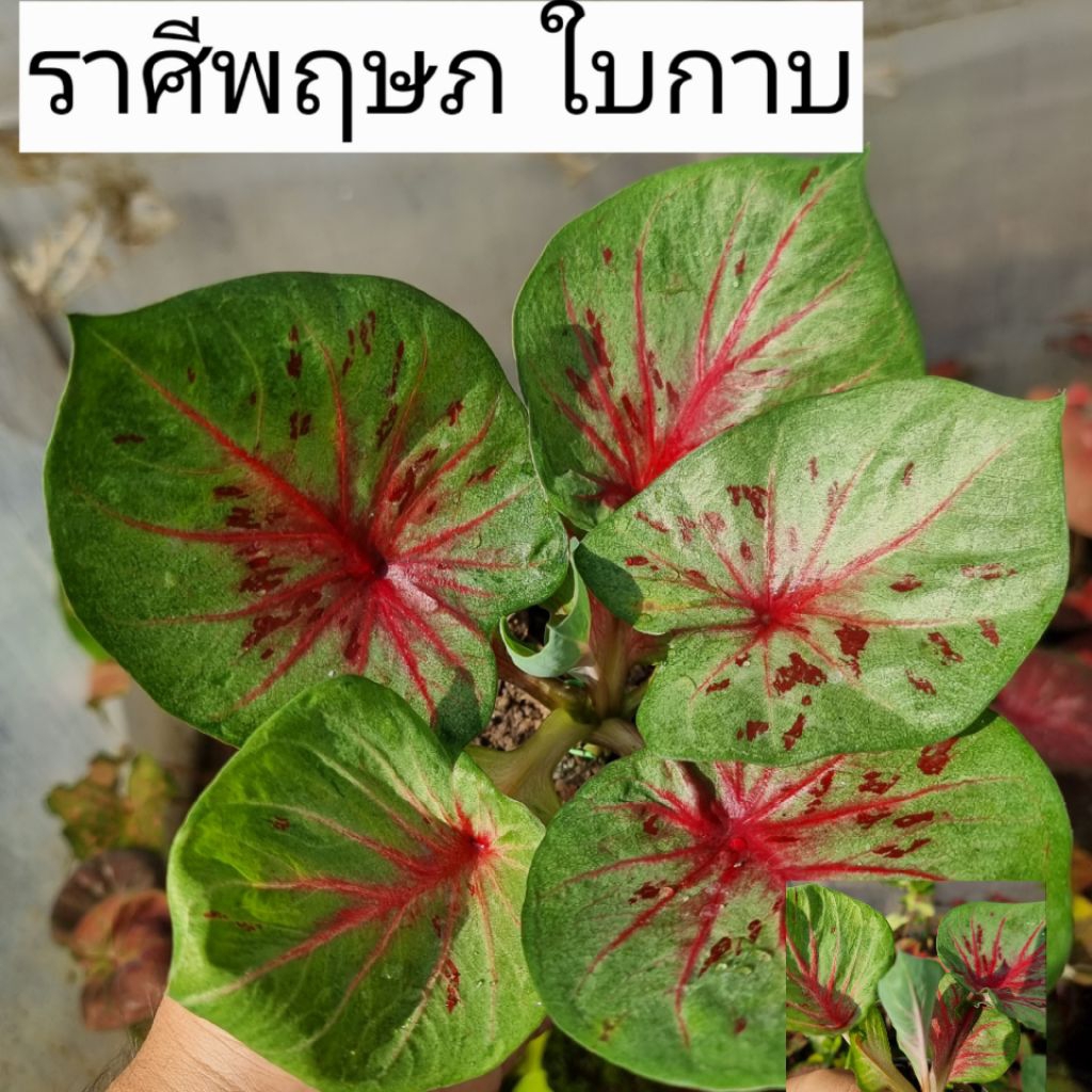 บอนสี ราศีพฤษภ ส่งทั้งกระถาง 4 นิ้ว ขนาดตามรูปที่2-7 แชทเลือกต้นได้ค่ะ ไม้ฟอกอากาศ ไม้มงคล ไม้ประดับ ไม้สวยงาม
