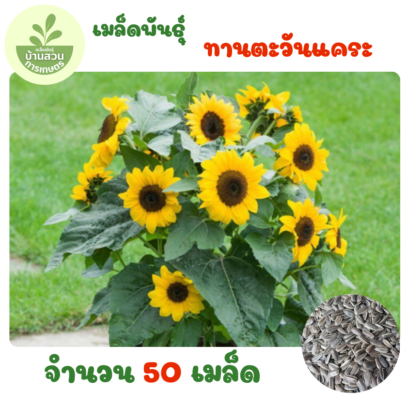 เมล็ดพันธุ์ทานตะวันแคระ 50 เมล็ด