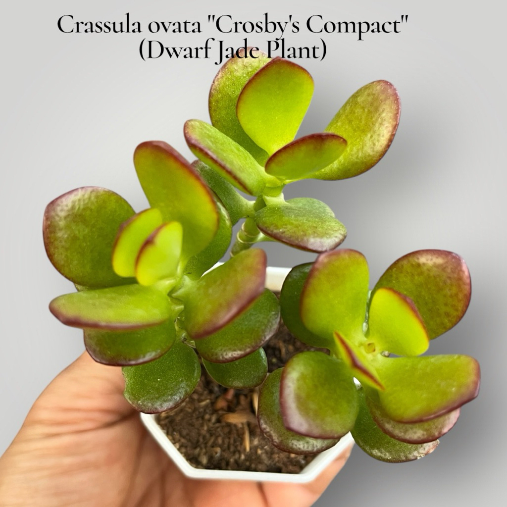 Crassula ovata "Crosby's Compact" (Dwarf Jade Plant) #ใบเล็ก ขอบใบแดง ไม้อวบนำ้ น่ารักๆ กระถาง 2 นิ้ว