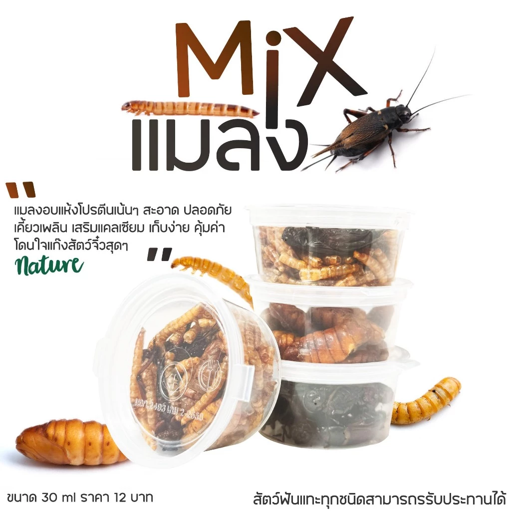 Mix แมลงอบเเห้ง แมลงรวม อาหารเเฮมเตอร์ ชูการ์ เม่นเเคระ กระรอก กิ้งก่า แพรี่ด๊อก เเละสัตว์อื่นๆ (แบ่งขายกะปุกทดลอง)