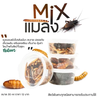 Mix แมลงอบเเห้ง แมลงรวม อาหารเเฮมเตอร์ ชูการ์ เม่นเเคระ กระรอก กิ้งก่า แพรี่ด๊อก เเละสัตว์อื่นๆ (แบ่งขายกะปุกทดลอง)
