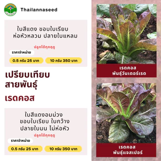 เมล็ดพันธุ์ผักสลัด เรดคอส พันธุ์แจสเปอร์ ( ขนาด 0.5 กรัม ) รหัสสินค้า 3020