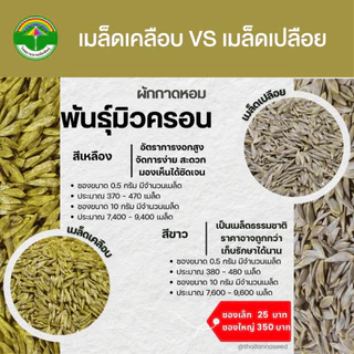 เมล็ดพันธุ์ผักสลัด ผักกาดหอม พันธุ์มิวครอน ( ขนาด 0.5 กรัม ) ( เมล็ดเคลือบ ) รหัสสินค้า SSC 1031