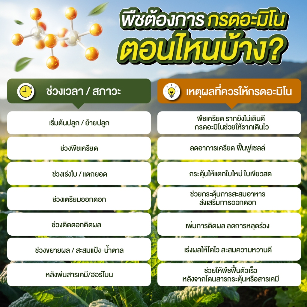 [1ขวด] อะมิโนโก(ขวดเล็ก) 500 ML - AMINO GO กรดอะมิโนสำคัญต่อพืช 19 ชนิด ปุ๋ยน้ำ ปุ๋ยกุหลาบ เร่งราก รูปที่ 5