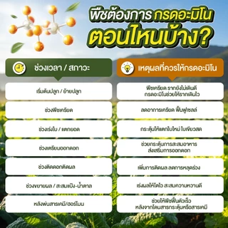 [2ขวด] อะมิโนโก(ขวดใหญ่) 1,000 ML - AMINO GO กรดอะมิโนสำคัญต่อพืช 19 ชนิด ปุ๋ยน้ำ ปุ๋ยกุหลาบ เร่งราก