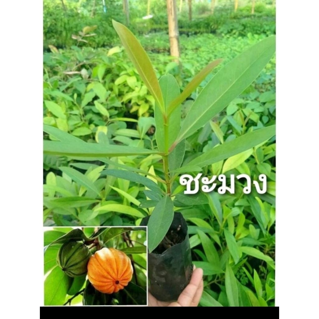 ชะมวง ส้มโมง หมากโมง ผักกินยอด ผักพื้นบ้านหายาก มีสรรพคุณทางยา