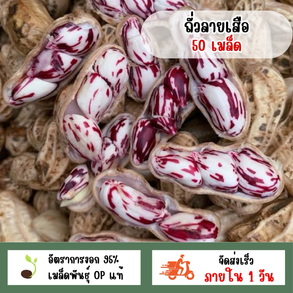 ถั่วลายเสือ 50 เมล็ด ราคาถูก Shopee Lazada
