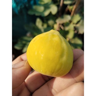 กิ่งมะเดื่อพันธุ์ Excel ชุด2กื่ง