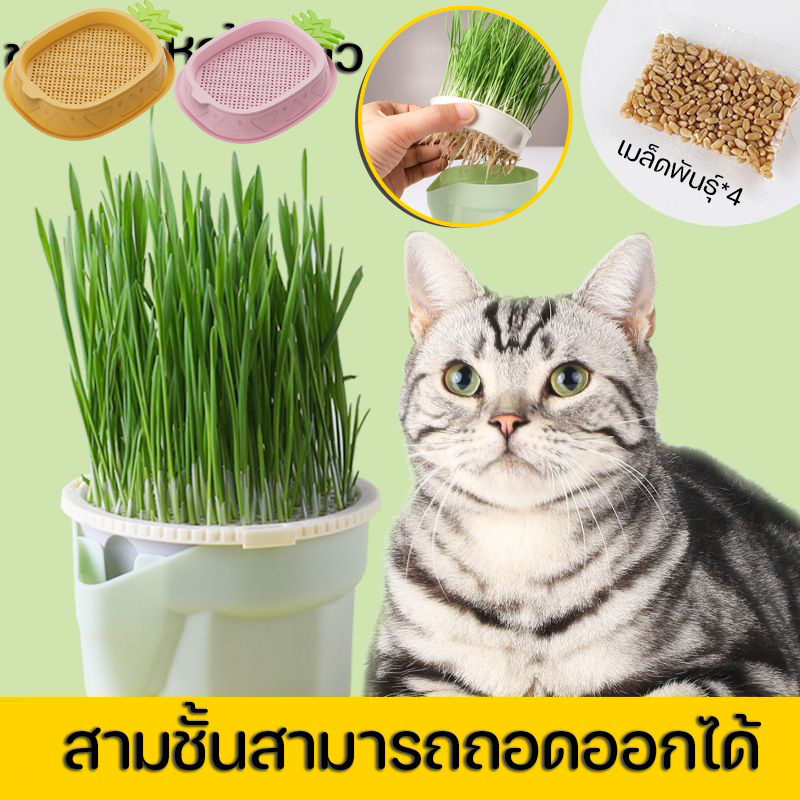 หญ้าแมว ชุดปลูกหญ้าแมว เมล็ดพืช 4 แพ็ค เมล็ดข้าวสาลี ปลูกง่าย หญ้าแมวออแกนิก นํากลับมาใช้ใหม่ได้