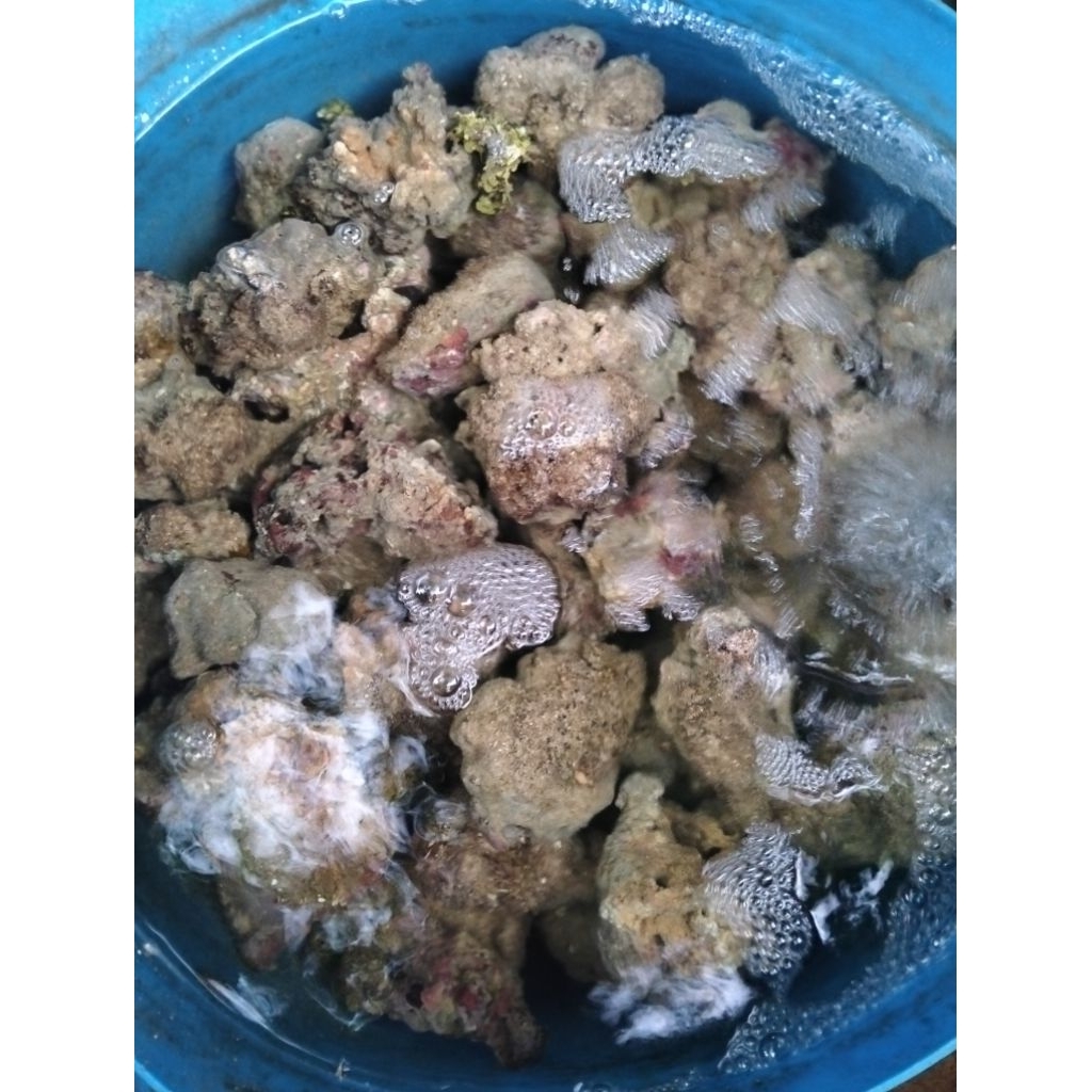 หินเป็นก้อนเล็ก1ชิ้นไม่เกินกำปั้นมือตู้ปลาทะเลพร้อมใช้งาน