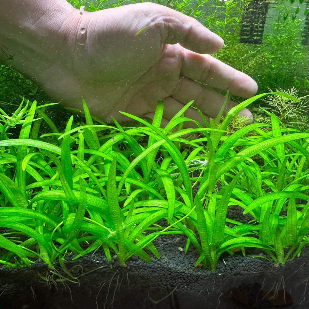 หญ้าซาจิ Sagittaria | ต้นไม้น้ำ ใบน้ำ ไม้หน้าตู้ ปลูกง่าย | ส่งด่วน