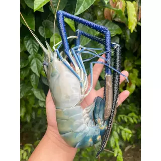 🦐 กุ้งแม่น้ำไซส์จัมโป้ 4-7ตัวโล กุ้งตัวใหญ่ๆ 1แพ็คมี3-5ตัว น้ำหนัก1กิโลกรัมน้ำหนักอาจหายนะครับกุ้งสดๆและนำไปแช็ง