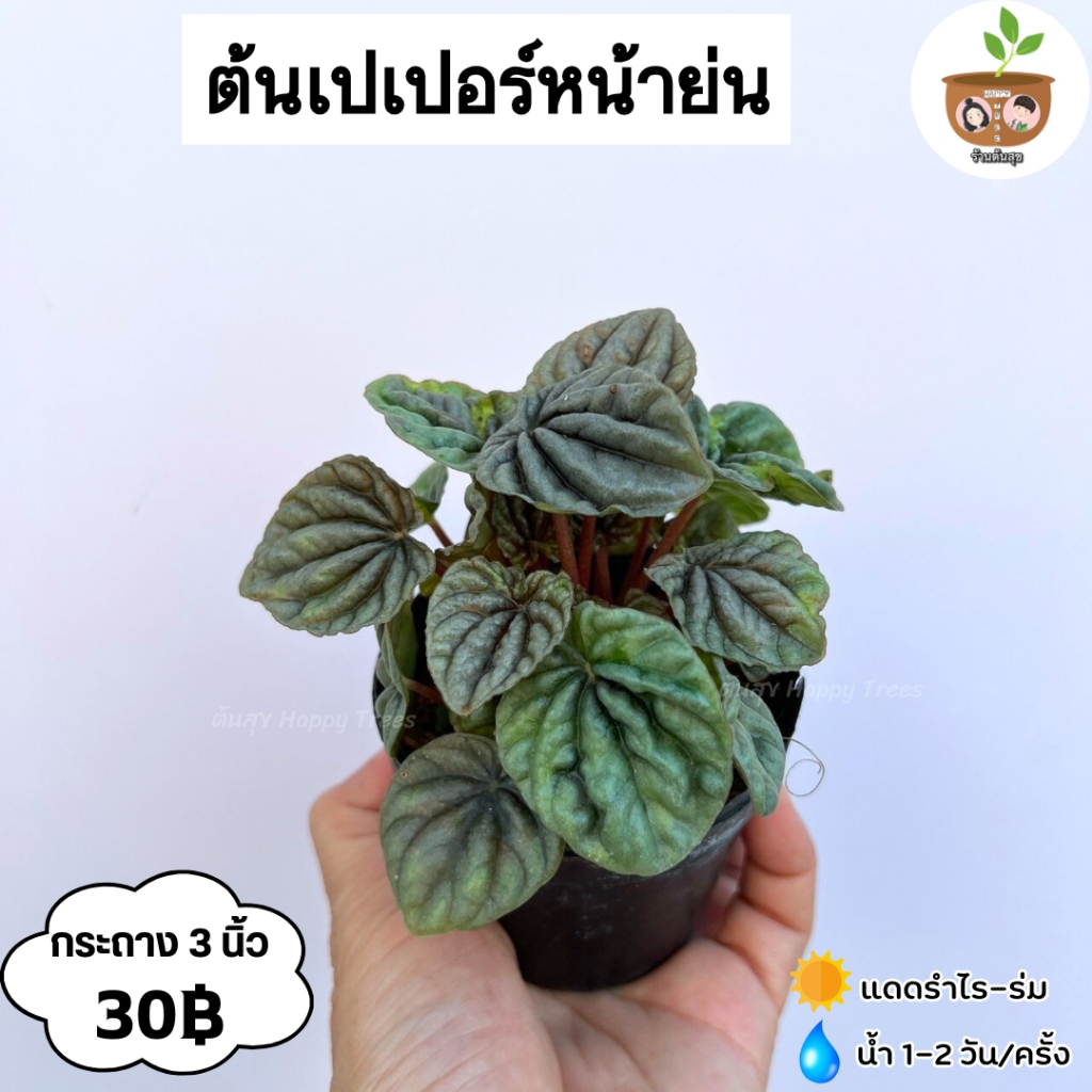 ต้นเปเปอร์หน้าย่น จัดส่ง 2 ต้นขึ้นไป คละแบบได้