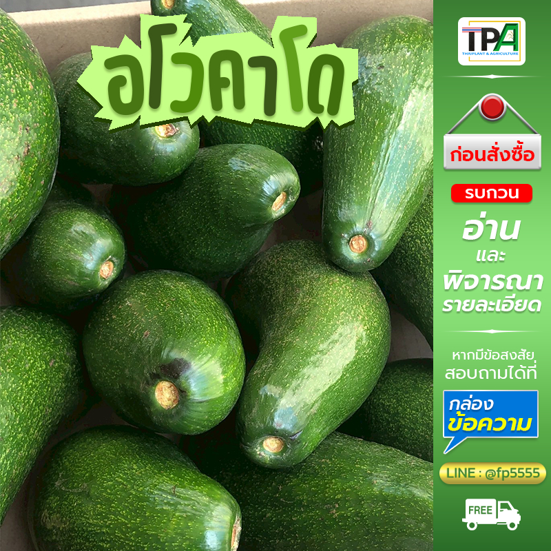 อะโวคาโด-Avocado (02) ลูกใหญ่ 3-4 ลูก/กก สายพันธุ์นำเข้าจากประเทศเวียดนาม
