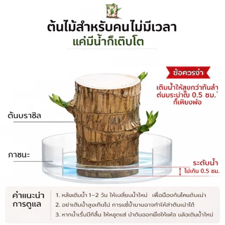 ไม้มงคลบราซิล ต้นวาสนา ปลูกน้ำง่าย โตไว เสริมโชคลาภ ฟอกอากาศ วางโต๊ะทำงาน ตกแต่งบ้าน สายมูห้ามพลาด พร้อมส่ง