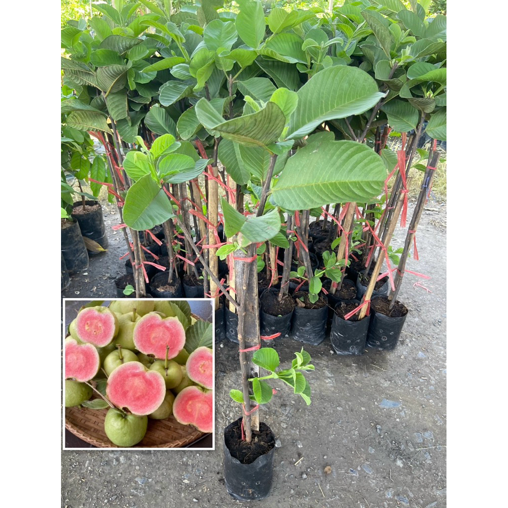 ต้นฝรั่งหงเป่าสือ ฝรั่งไส้แดง กิ่งตอน ( สูง 60-80cm) หวาน กรอบ อร่อย กลิ่นหอม รากแน่น พร้อมปลูก