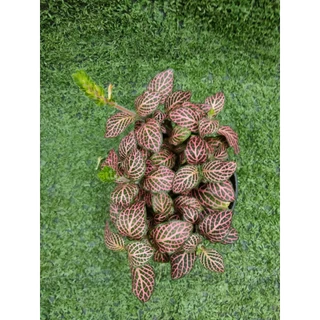 ต้นพรมออสเตรเลียแดงลายชมพู(Fittonia) ไม้ในกระถาง3"