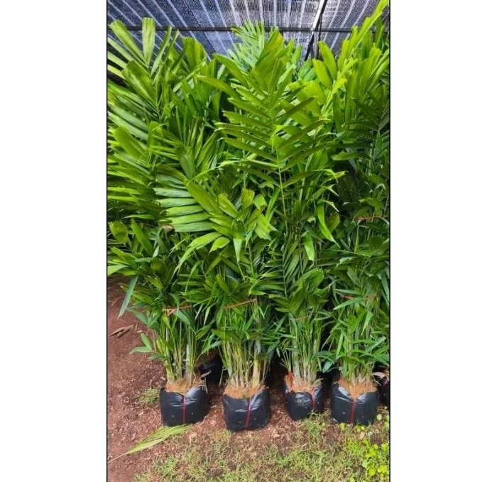 ต้นหมากเขียว สูง 1.5 เมตรขึ้นไป Macarthur Palm