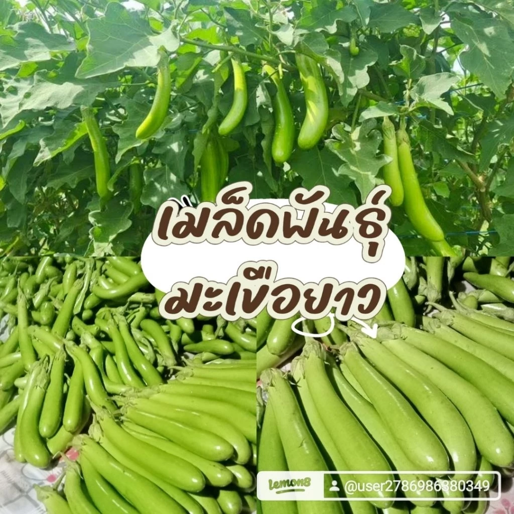 เมล็ดพันธุ์มะเขือยาว300เมล็ด39บาทซื้อ2เเถม2