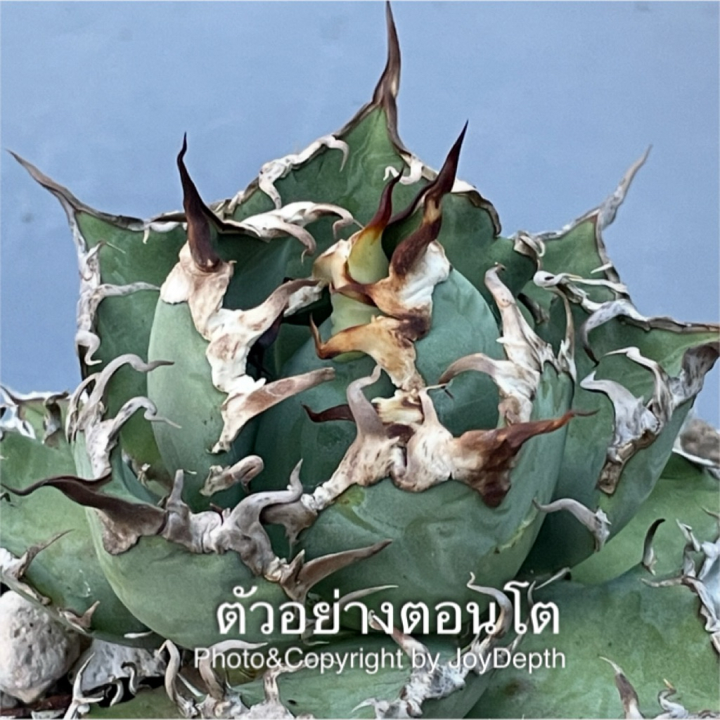 Agave Titanota Caesa or Big Spine ขายกระถางละ 850บาท