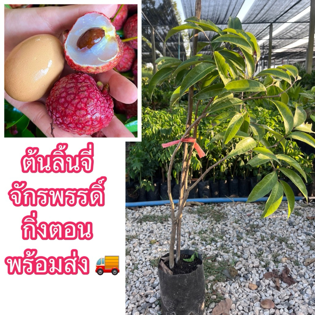 ต้นลิ้นจี่จักรพรรดิ์ กิ่งตอน ขนาด90-1เมตร ต้นใหญ่สวยสมบูรณ์ พันธุ์นี้ผลใหญ่ให้ลูกดก หวานเนื้อหนาฉ่ำน้ำมาก