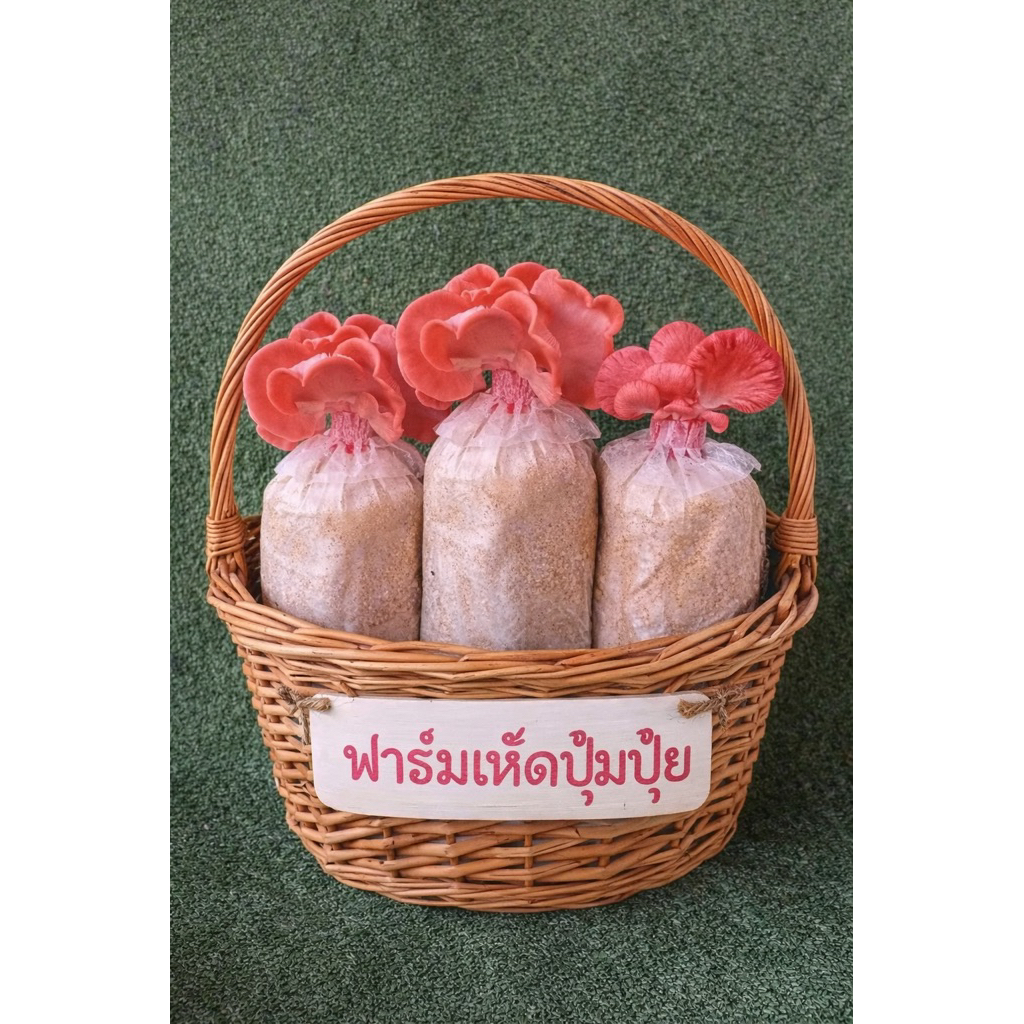 ก้อนเชื้อเห็ดนางนวลชมพู 3ก้อน 65บาท ชุดทดลองปลูก เชื้อเดิน 80% แล้วค่ะ