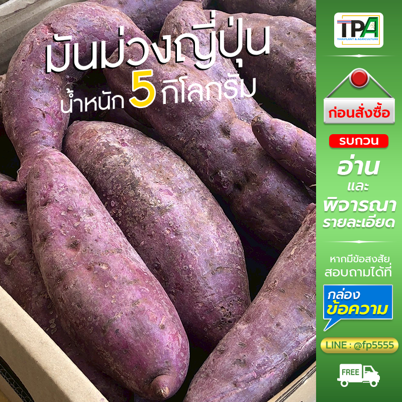 มันม่วงญี่ปุ่น-D 5,10 กก. มันหวานญี่ปุ่น(สีม่วง)-Japanese Purple Sweet Potato. (พันธุ์แท้ ปลูกในไทย)