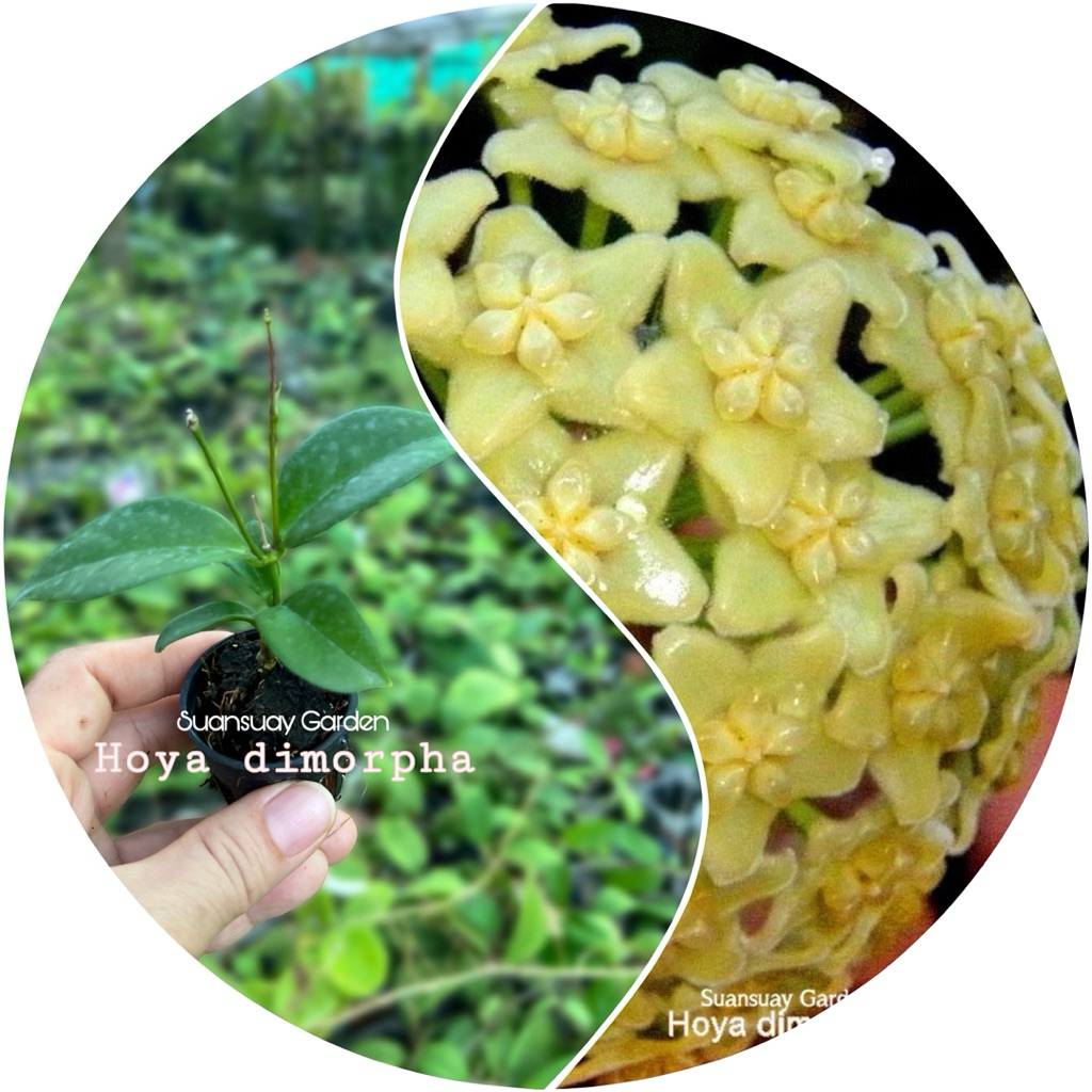 Hoya dimorpha โฮยาดอกเหลือง โฮยาน่าสะสม เลี้ยงง่าย โตเร็ว จัดส่งในกระถางขนาด 1 นิ้ว