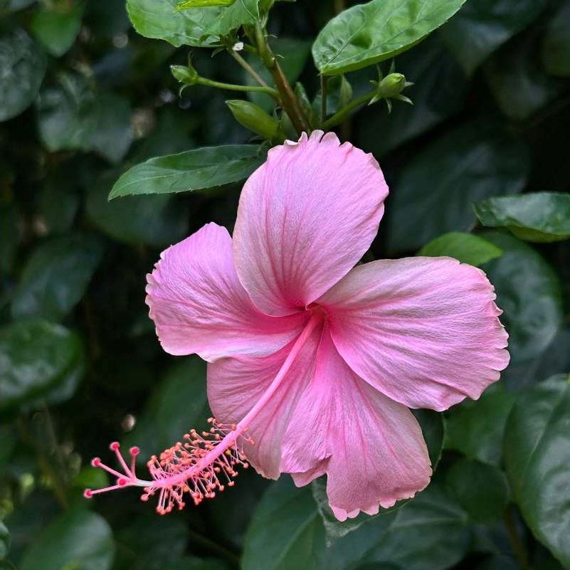 ชบาหนู สีชมพู สีขาว ปลูกเลี้ยงง่ายให้ดอกเยอะ ออกดอกทั้งปี Hibiscus Light Pink and White