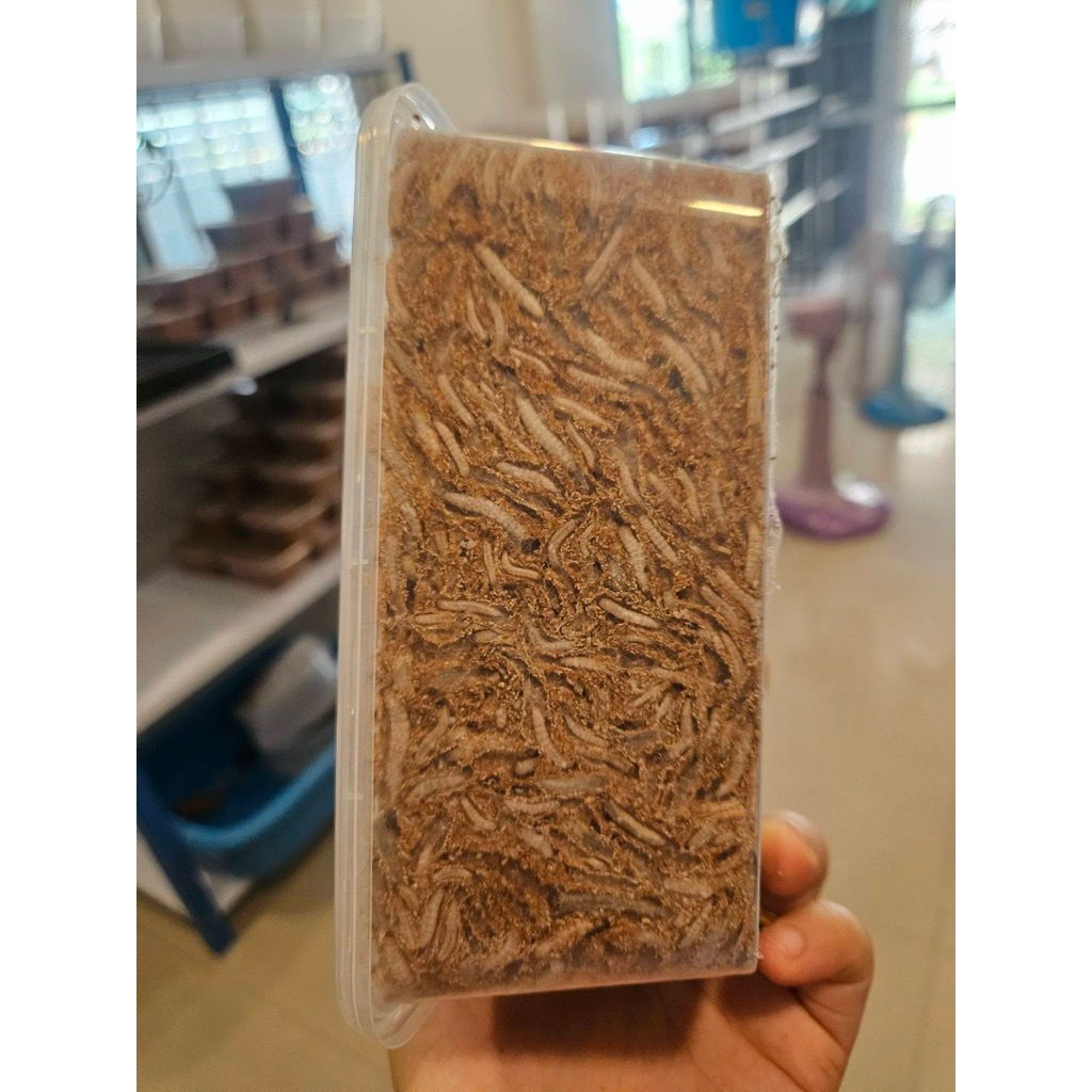 Waxworms หนอนเเว็กซ์ อาหารชูก้าร์ไกลเดอร์  กระรอก หนู นก ปลา 1000ml. รูปที่ 6