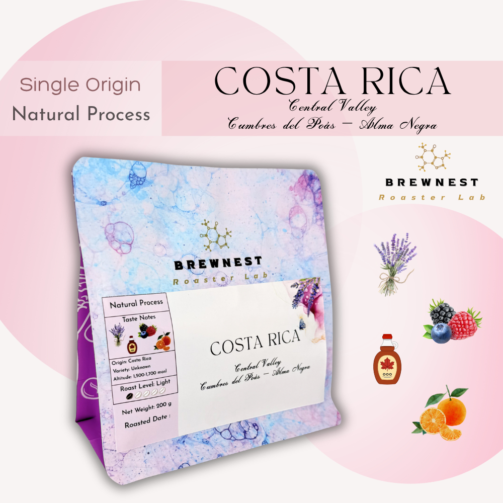 เมล็ดกาแฟคั่วอ่อน Costa Rica Natural – Lavender Maple Berry | BrewNest Roaster Lab
