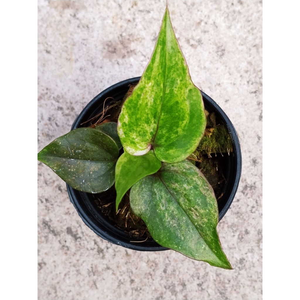 ต้นโชคเก้าชั้นด่าง (Anthurium Renaissance Var.) ไม้เพาะเมล็ด คัดหน้าด่างสวย กระถาง 3 " (28/6/2526)