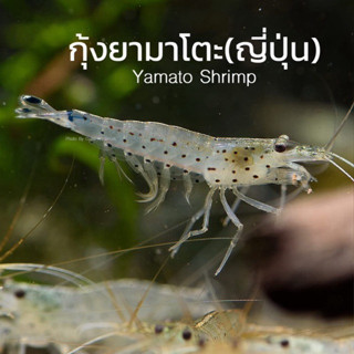 เฟรินก้านดำใส่โหลกุ้ง แคระยามาโตะ สินค้ามีประกัน จัดส่งเลย เ…