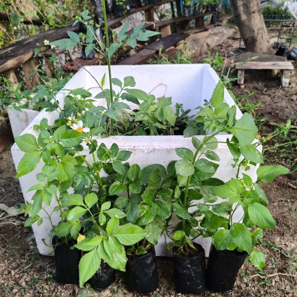 🌿 ต้นดาวดอย สมุนไพรพื้นบ้าน 🌱 5แถม1